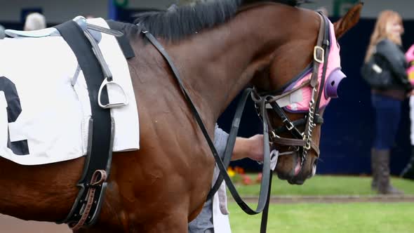 Thoroughbred Horse At Race Show Rink