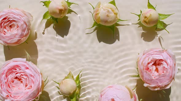 Top View Slow Motion of Pink Rose Flowers on Water Surface and Waves on Pastel Background