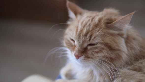 Man Strokes Cute Ginger Cat