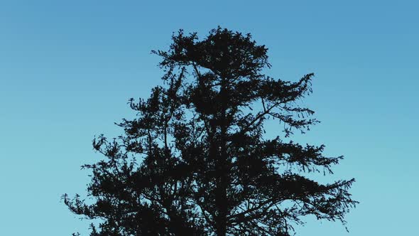 Tree Silhouette Against Blue Sky