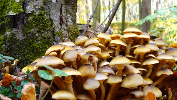 Honey Fungus Mushrooms 21