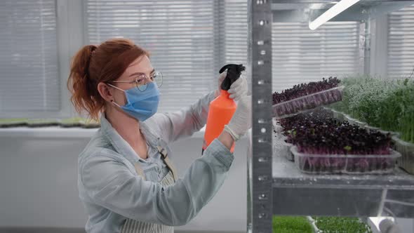 Beautiful Woman in a Medical Mask and Gloves Checks and Sprays with Water From a Spray Bottle