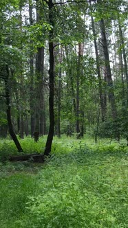 Vertical Video of a Forest with Trees