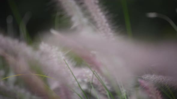 Brown grass flowers in the field