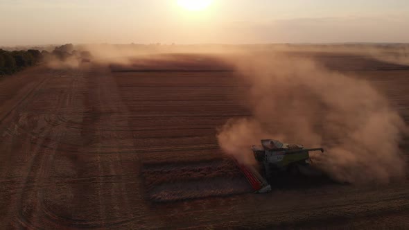 Harvesting wheat during summer sunset from the fields. Aerial drone view.