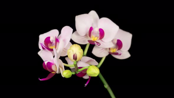 Blooming White Orchid Phalaenopsis Flower