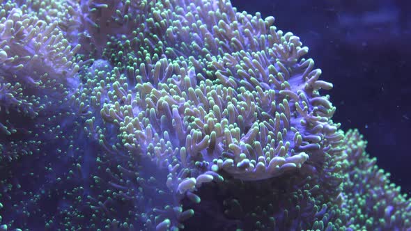 Sea anemones in the aquarium