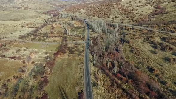 Road And Poplars