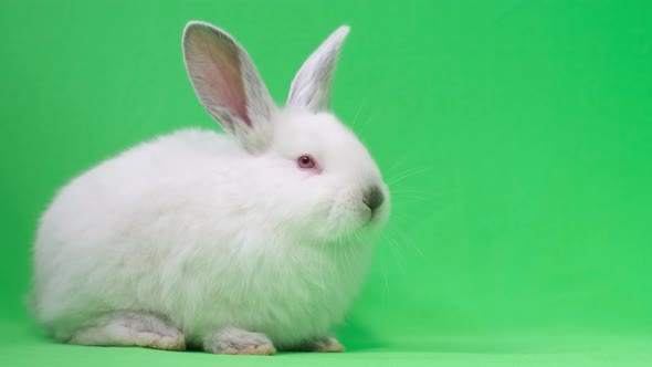 Fluffy White Bunny Looks at the Camera on a Background of Chromakey