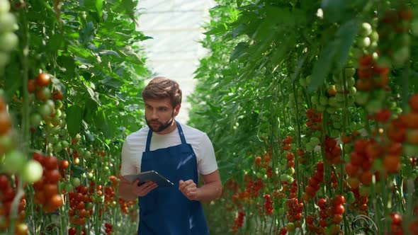 Agronomist Innovate Tablet Checking Tomatoes Growth Level in Technological Farm