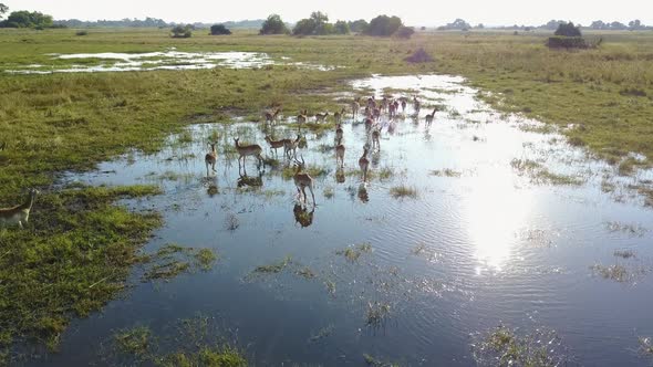 Lechwe relaxing and running through water in the Botswana Okavango Delta, Aerial