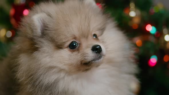 Portrait of a Cute Pomeranian Puppy Near a Christmas Tree