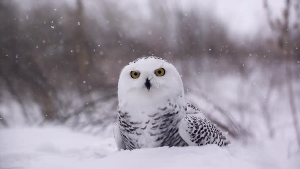 Slow motion view of a snowy owl in a winter landscape - Canadian Tundra - Hunting bird of prey