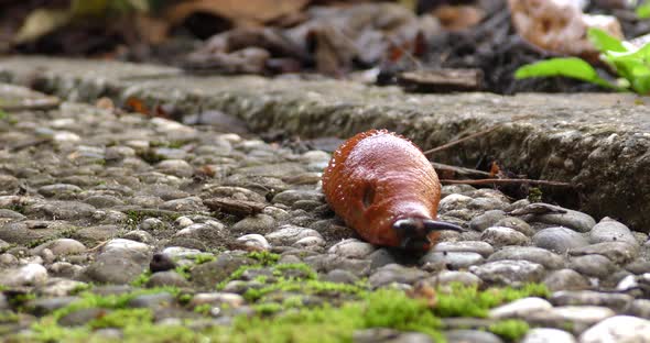 Big Brown Slug Crawling Along the Concrete Path