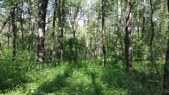 Trees in the Forest By Summer Day