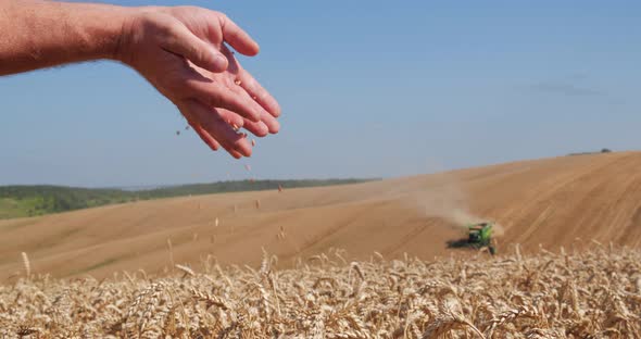 Wheat Field. Men's Hands Pour The Harvested Wheat