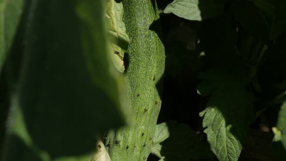 Creeping plant of green cucumber  4K 2160p 30fps UltraHD footage - Fresh gourd family vegetable Cucu