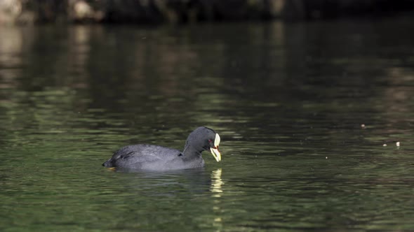 A wild red gartered coot, fulica armillata foraging in swampy lake with shimmering water ripples and