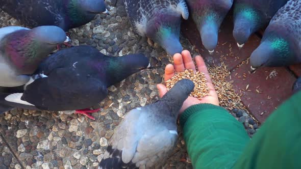 Pigeons Eating Food From Human Hands