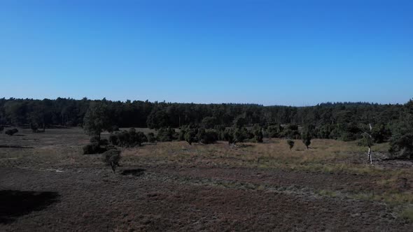 flying down over wild field covered in heather and scattered trees on a sunny and warm day with blue