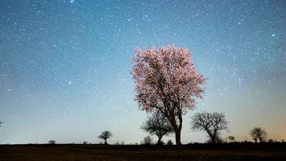 Spring tree blossom starlapse