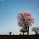 Spring tree blossom starlapse - VideoHive Item for Sale