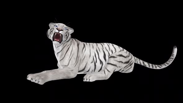 White Tiger - Laying and Roaring - Transparent Loop