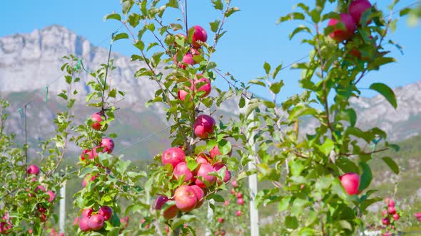 Lush Apple Tree Branches Grow Fixed on Metal Wires Closeup