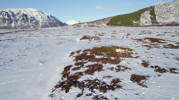 Aerial truck right shot of reindeer grazing in a snow covered field near a road in Norway on a clear