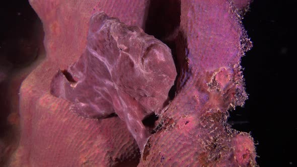 Pink giant frogfish sitting on elephant ear coral at night.