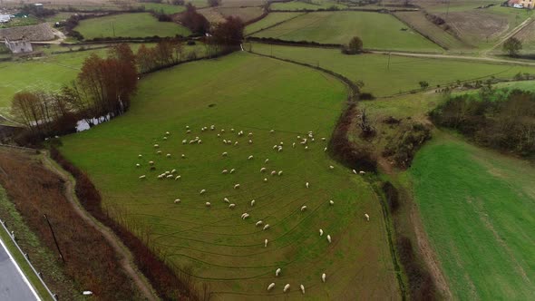 Sheep animals on a meadow. Beautiful sheep on pasture in a sunny day. Herd of sheep in nature.