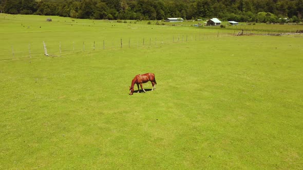 Horse grazing in green meadows free from pollution..
