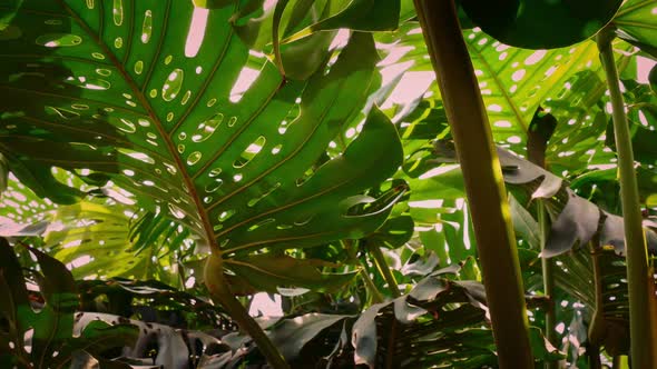 Passing Jungle Undergrowth In The Evening