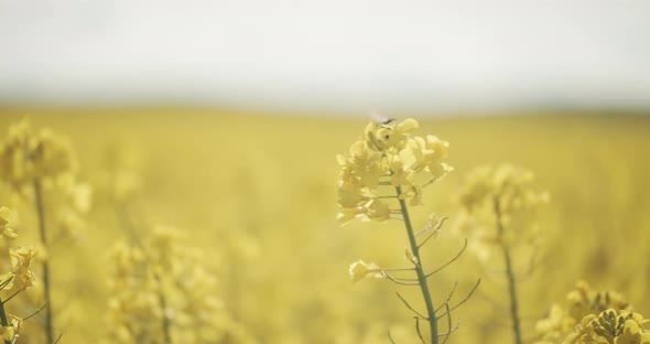 Bee on a Canola Plant and Defocused View of Field and Sky in Background