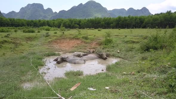 Buffaloes Rest in Dirty Water on Field at Forest Aerial View