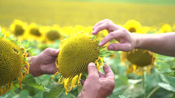 Close Up Agronomists Inspecting Sunflower Plant Growing