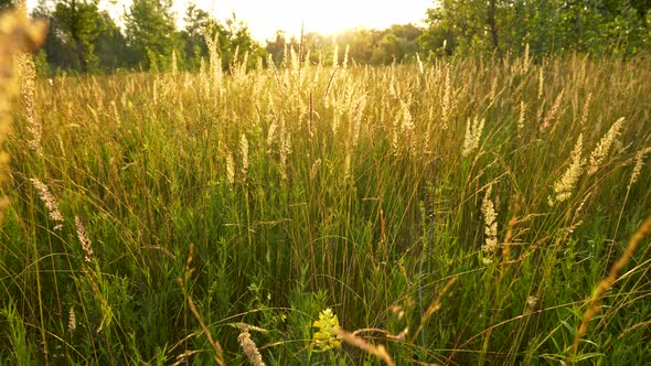 Sunset in Summer Meadow. Walking Among Tall Fresh Green Summer Grass. Wild Nature Background