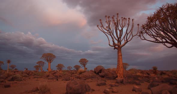 Panoramic view on the quiver tree forest and the colorful sky during sunset, 4k