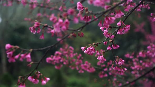 Sakura