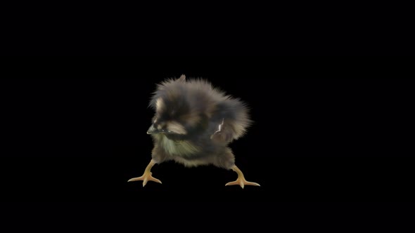 18 Baby Chicks Dancing 4K