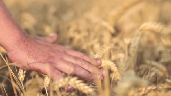 Hands of Farmer Close Up Touching Wheat Ear at Sunset Agriculture Concept