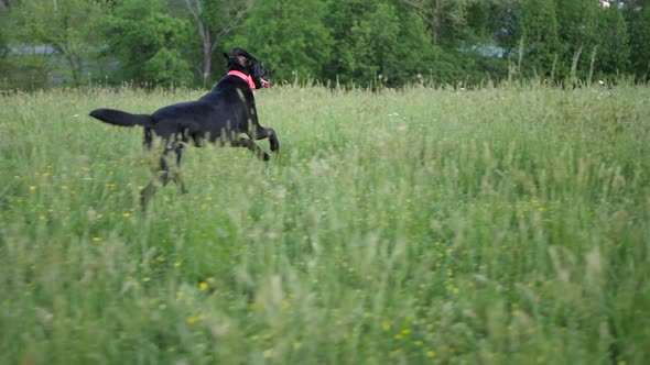 Dog Running Through Grassy Field 4K
