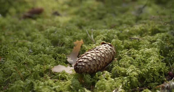 Spruce Tree Cone on Green Moss in Forest
