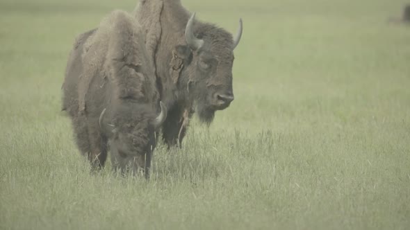 Bison in a Field on Pasture. Slow Motion