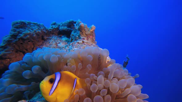 Underwater Tropical Clownfish