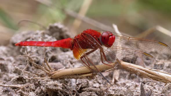 Red Dragonfly Macro. Dragonfly Sitting on the Sand at a Branch of the River.