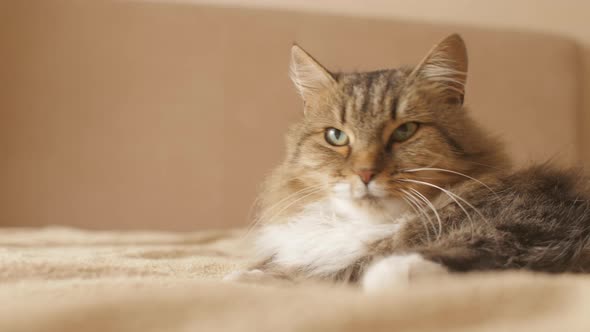 Cute cat lying and resting on bed on blanket in bedroom, concept lovely pets, domestic animals