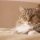 Cute cat lying and resting on bed on blanket in bedroom, concept lovely pets, domestic animals - VideoHive Item for Sale