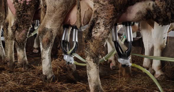 Cows are Milked By a Milking Machine on a Dairy Farm