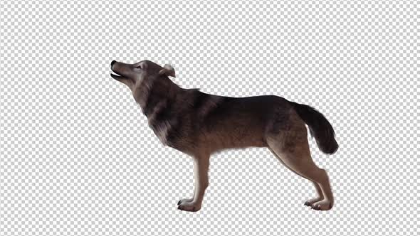 4K Realistic 3D Wolf Howling alt